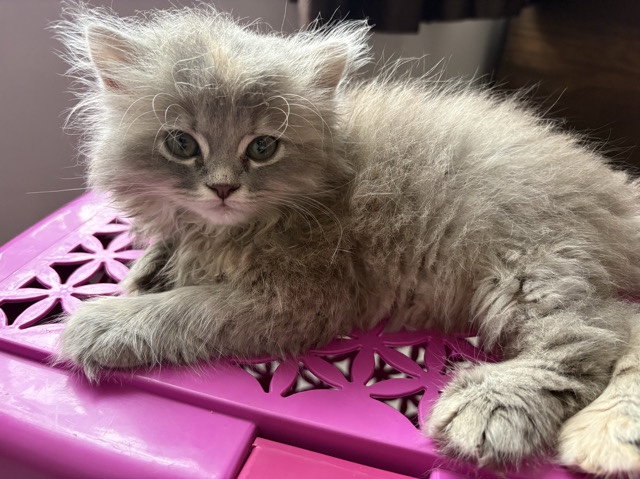 Siberian – Siberian & Persian mix – Mumbai