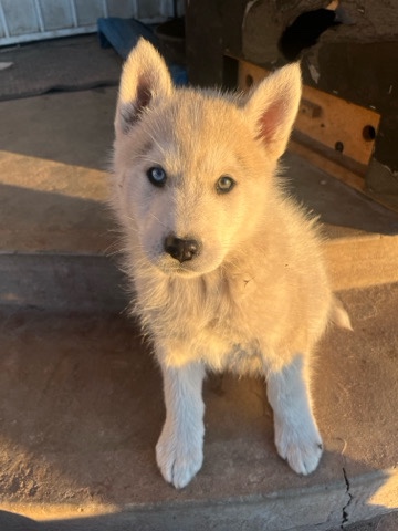 Siberian Husky – husky puppies