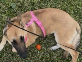 Belgian Shepherd Dog (Malinois) – Free Dog – Montgomery