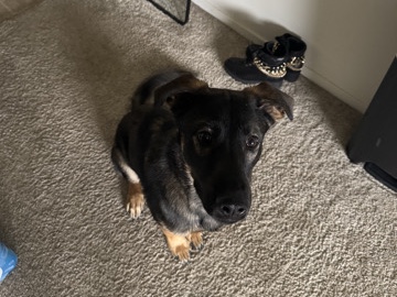 German Shepherd – German Shepherd Lab