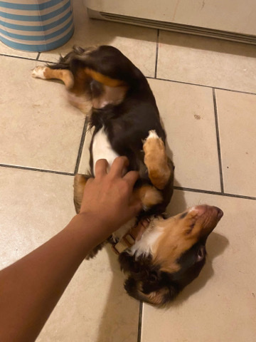 Dachshund – dog for sale