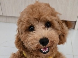 Cavapoo - 6-Month-Old Male Cavapoochon Looking for a Loving Home available for adoption in Singapore