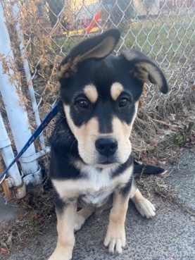 Husky Mastiff Puppy For Sale! | MA