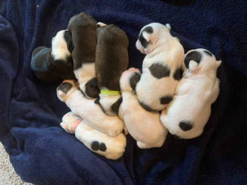 French Bulldog/ Frenchton Puppies