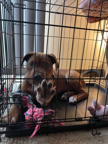 American Pit Bull Terrier – Pitt 1/4 Rottweiler for sale ASAP