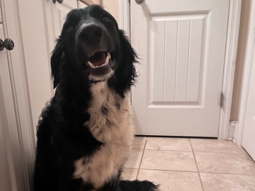 Miniature Australian Shepherd – Pepper – Augusta