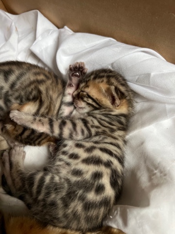 Bengal – Bengal kitten for sale