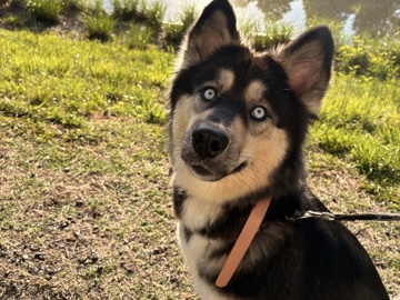 German Shepherd – German Shepherd Mix – 2 Years Old – Charlotte – Charlotte