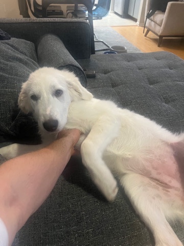 Great Pyrenees – 6 month Female Great Pyrenees