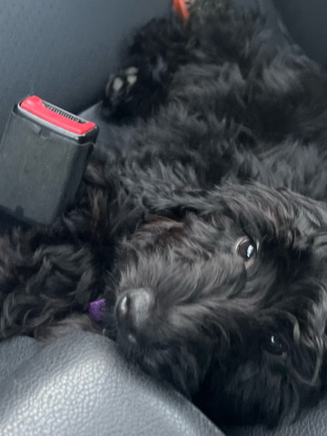 Rehome Mini Goldendoodle