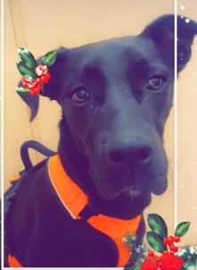 Great Dane – oreo sweet dog