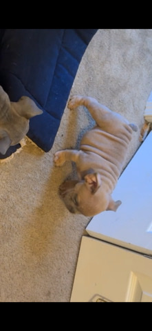 American Bully