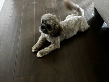 Shih Tzu – shihtzu rehoming – Douglasville