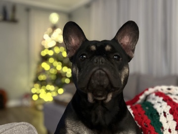 Image of French Bulldog