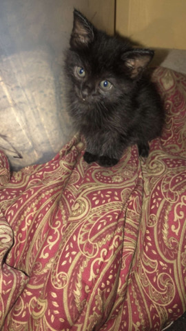 kittens for sale