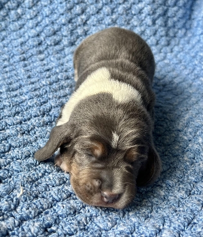 AKC Basset hound puppies 