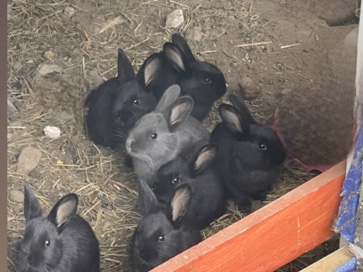 Alaskan baby bunnies. – Wakefield