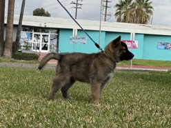 Akita - American/Japanese Akita available for adoption in Los Angeles