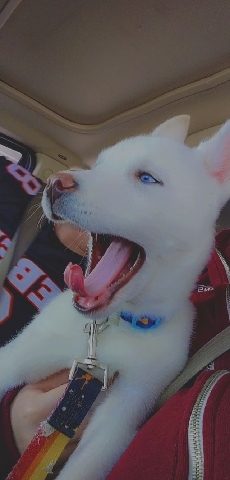 Siberian Husky – White Siberian Husky