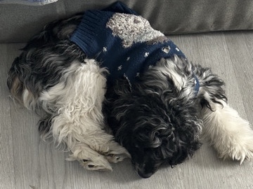 English Cocker Spaniel – English Cocker Spaniel – Newark