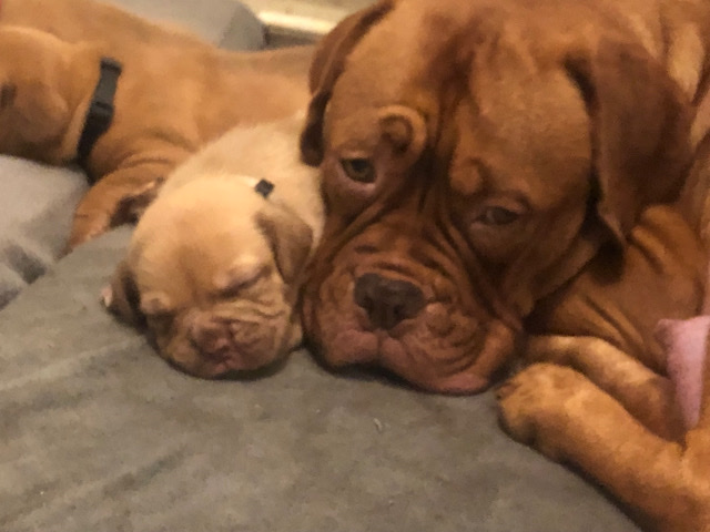 Dogue de Bordeaux – Dogue de Bordeaux puppies