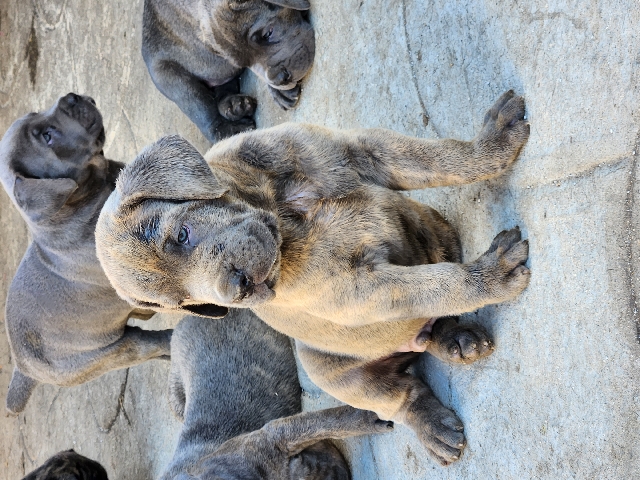 Cane Corso – Corso puppies