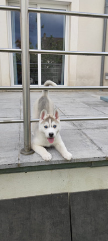 Siberian Husky – Viola