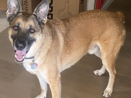 German Shepherd – Oakley - German Shepard – Columbus