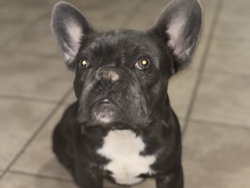 French Bulldog – Blue Frenchie/Rehoming – Austin