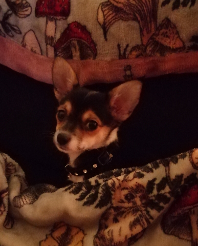 Chihuahua – 9 week old female chihuahua