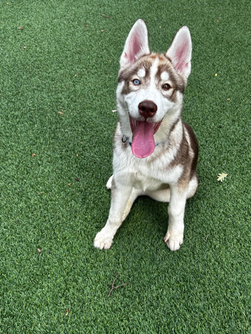 Siberian Husky – Husky