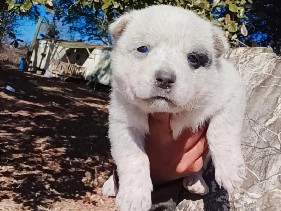 Australian Cattle Dog – Female Blue Heeler puppy