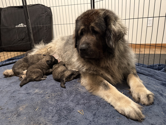 Caucasian Shepherd Dog – Caucasian Shepherd Puppies – Moorhead