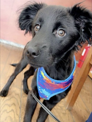 German Shepherd - SHEPRADOR available for adoption in Edgewood