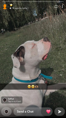 American Bulldog – American Bulldog