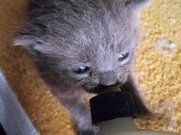 Russian White, Black and Tabby – Grey kitten