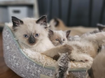 Himalayan/Siamese 