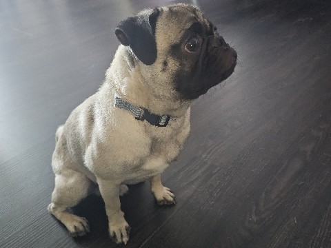 Pug – Pug for Sell – Redlands
