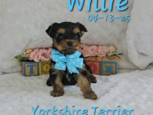 Yorkshire Terrier – Willie a male Yorkshire Terrier, Hypoallergenic Pet Only Price – Barnett
