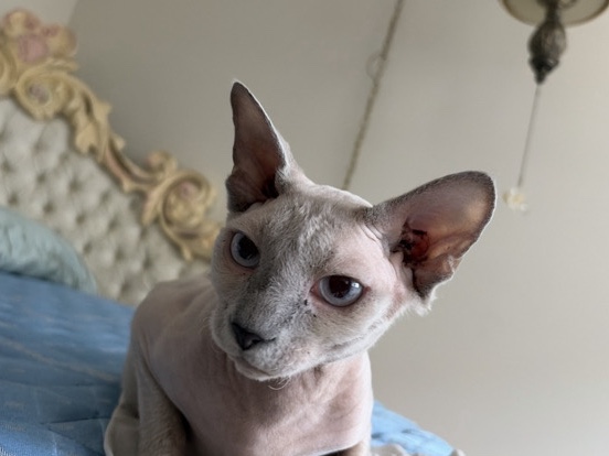 Sphynx – Peterbald Sphynx - Rehoming with Full Starter Supplies – Alexandria