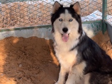 Alaskan Malamute – Male Husky for Sale. – Sharjah