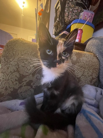 kitty needs a home