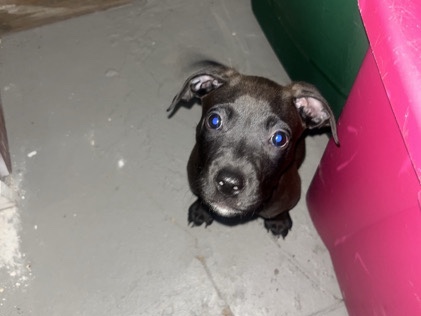 American Pit Bull Terrier – Friendly American Pit Bull Terrier Puppy – 9 Weeks Old – Columbia