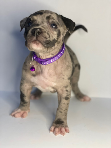 American bully xl