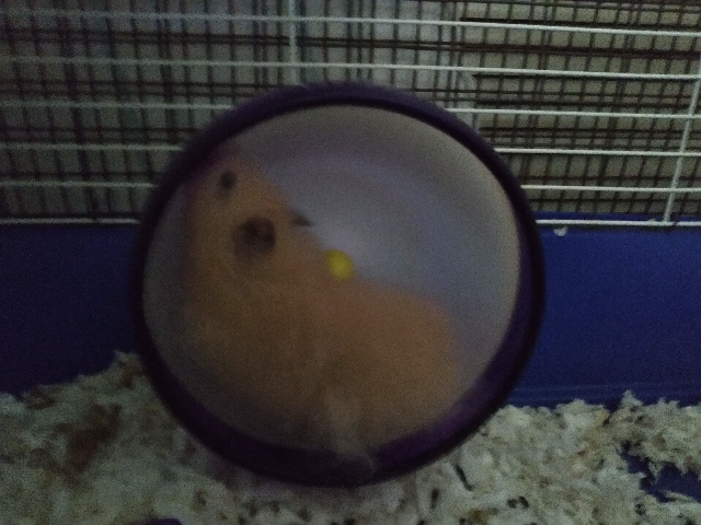 Teddy Bear Hamster