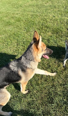 German Shepherd – German Shepard