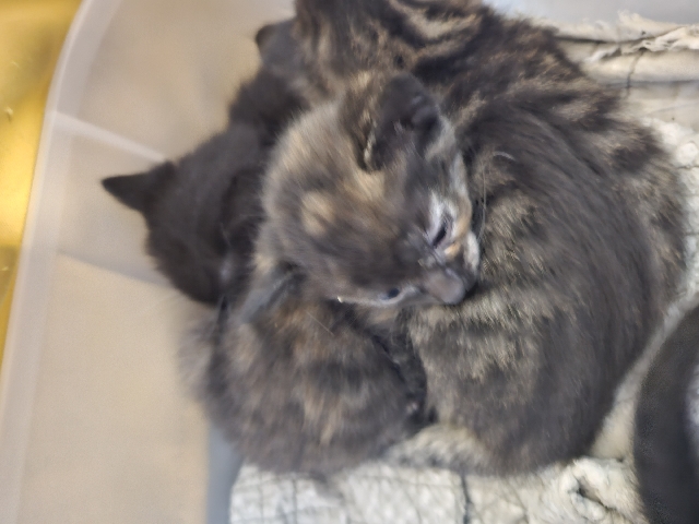 Kittens