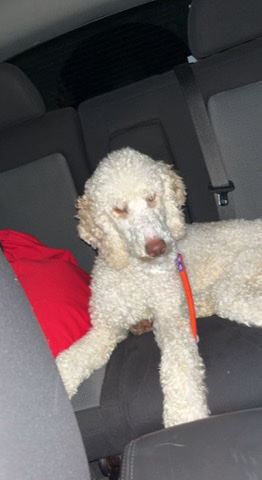 Poodle – rehome