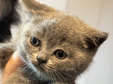 Scottish Fold in Modena