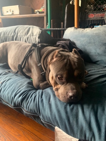 American Pit Bull Terrier – Pitbully looking for a new home ASAP